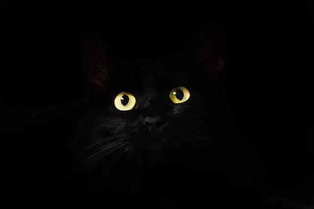 Black cat with yellow eyes on black background.
