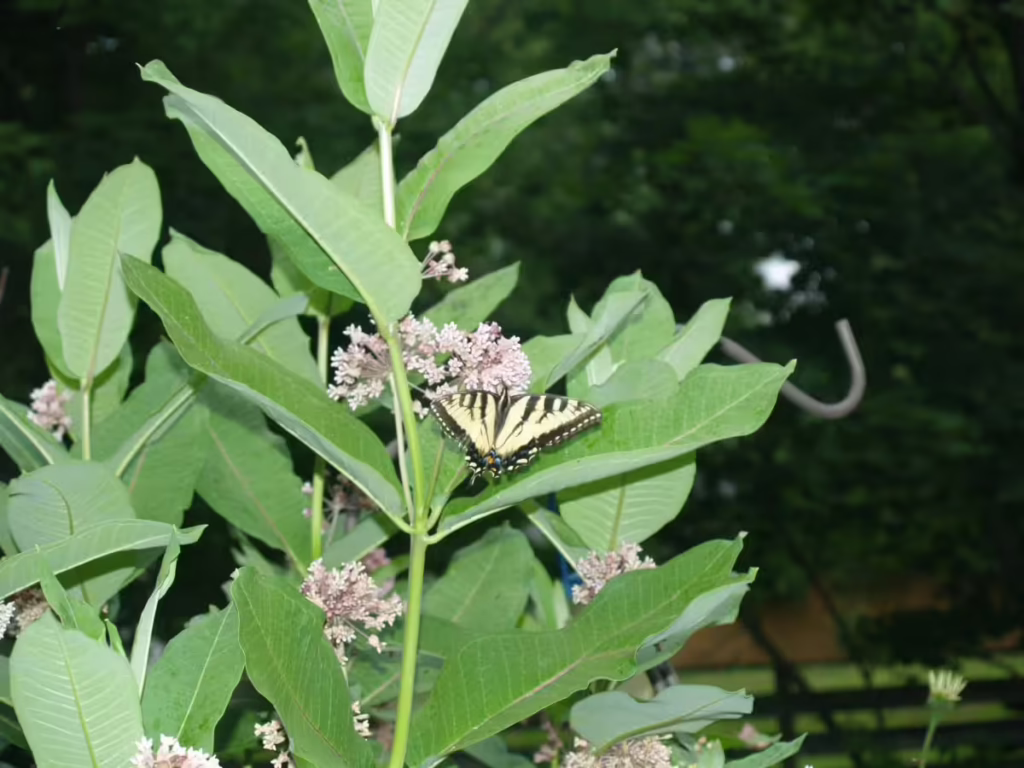 Milkweed with eastern tiger swallowtail.