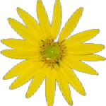 Silphium flower with transparent background.